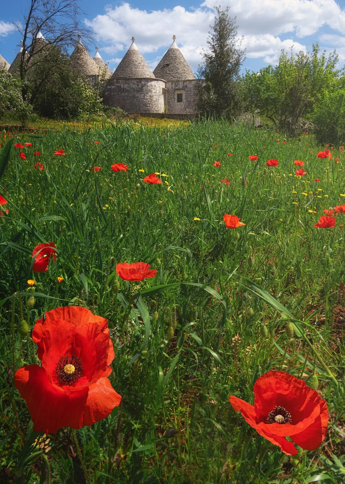 Prato verde punteggiato di papaveri rossi in fiore in primo piano e un gruppo di trulli in pietra con tetti conici sullo sfondo, sotto un cielo azzurro con nuvole